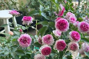 结爱月季的优缺点（选择月季花品种，要了解它的优点和缺点）
