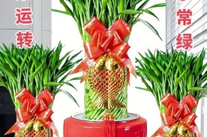 富贵竹（聚宝盆中的神仙竹，五福临门的吉祥物）