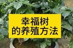 夏季如何养护幸福树的秘诀（打造幸福花园，从夏季养护开始）