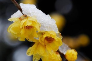 腊梅花开花时间解析（一年四季腊梅花，开花期你知道吗？）