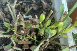 如何延长鲜花的寿命？（保持鲜花持久美丽的小窍门）