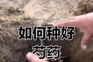 室内种植芍药的方法与技巧（打造居家花园，亲手栽培美丽芍药）