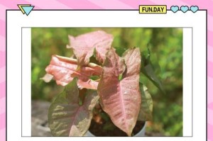 果芋浇水过多的抢救措施（如何应对果芋过度浇水情况，保护植株健康生长）