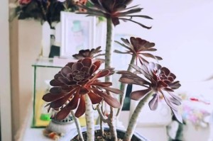 大叶莲花掌（探秘大叶莲花掌的绚丽盛景与养殖技巧）