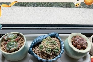 多肉植物小苗上盆指南（学会正确上盆多肉植物小苗，让它们茁壮成长）