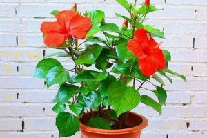 扶桑花春季不发芽的原因及解决方法（了解扶桑花不发芽的原因，给扶桑花提供适宜的环境）