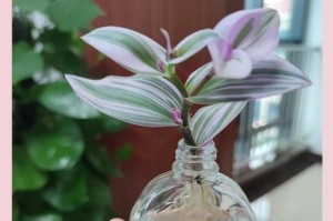 从土培到水培（探索吊兰水培的种植技巧及效果观察）