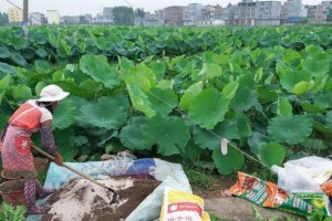 莲藕种植攻略——最佳种植时间详解（莲藕种植的最佳时间、种植要点及注意事项）