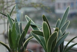 墨兰长黄叶的护理与处理方法（了解墨兰黄叶原因，帮助植物恢复健康）