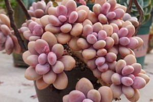 多肉桃蛋长太高了怎么办（如何控制多肉桃蛋生长高度）