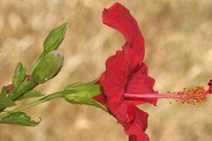 扶桑花不开花怎么办？（解决扶桑花开花问题的有效方法）
