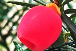 红豆上市季节与成熟期（探究红豆的生长与收获，了解红豆的营养价值及食用方法）