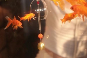 金鱼的遮阴之道（探究金鱼在遮阴条件下的行为与适应能力）