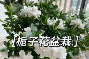 栀子花的养殖技巧与水量控制（栀子花的水分需求和养护方法）