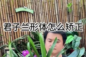 探索君子兰叶子的美丽之谜（以叶子为主题，揭示君子兰的独特魅力）