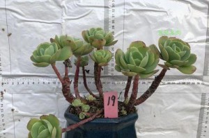 多肉碧桃的养殖方法与注意事项（打造清新小资盆景碧桃多肉的完美养殖指南）