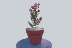 用笔绽放美丽——盒装玫瑰花花盆的绘画艺术（以玫瑰为媒，用画笔留住芬芳）