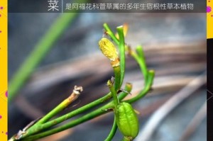 黄花菜种子的探究（从种植到收获，看黄花菜的种子到底有没有？）