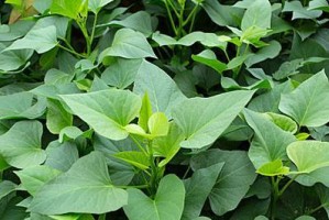 红掌叶子干边管理的技巧（打造健康鲜绿的红掌植物，不再苦恼于叶子干边问题）