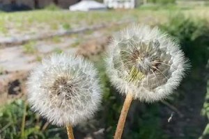 追寻蒲公英的芳香——关于蒲公英的采摘时间和收获季节（寻找春天的气息，探索自然的美妙）