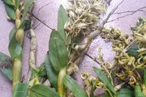 球花石斛的种植方法与技巧（打造家庭球花石斛园的秘诀）