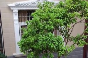 桂花树枝叶的养护与打理（打造健康美丽的桂花树枝叶）
