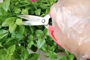 如何养护牡丹，让它长得健康美丽（全方位指南，从选种到剪枝全覆盖）