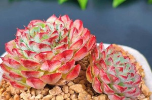 血姬莲养殖全攻略（打造健康美丽的血姬莲花园）