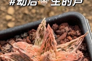 珍珠芦荟烂根的处理方法（有效救治方法及关键技巧）