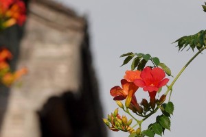 凌霄花开花时间与花期全解析（一年开几次花？花期月份是什么时候？如何欣赏？）