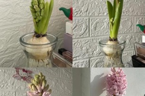 风信子种植的技巧与方法（打造花园中的绚丽海洋——风信子的种植指南）