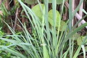 香茅草——一种多年生植物（了解香茅草的生长、特征及用途）