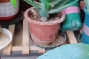 如何正确浇水爪叶菊，让其健康茁壮生长（科学浇水法，让爪叶菊吃水有道）