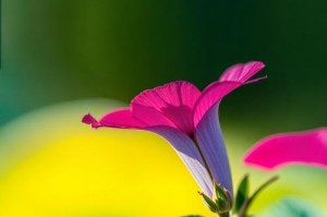 牵牛花之美——开放的奇迹（以牵牛花为例，探索开放的力量）