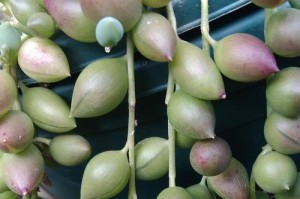 多肉情人泪的养殖指南（秘密、技巧、护理、养护，助你打造美丽多肉花园）