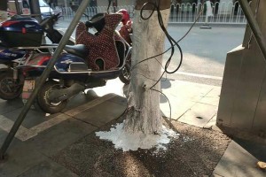 用白灰刷大树，展现自然之美（恰到好处的灰色勾勒出大树的魅力）