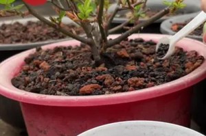 月季施肥过量的处理方法（解决月季施肥过量问题，保持健康生长）