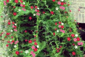 茑萝花的叶子（揭开茑萝花叶子的绘画之美）