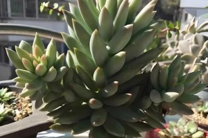 如何正确浇水以千拂手（掌握千拂手的技巧，让植物茁壮成长）