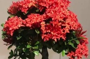 龙船花（选择种植龙船花时，大盆与小盆的优缺点详解）