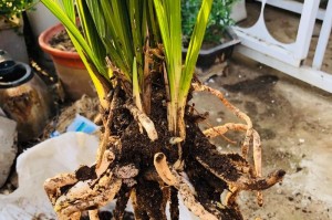 兰花开花后的补救措施（如何正确补救兰花开花后的问题）