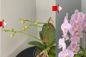 蝴蝶兰花谢了怎么办？（教你如何处理蝴蝶兰花的凋谢问题）