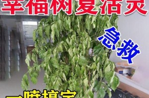 平安树叶子下垂发黄的原因与解决方法（探究平安树叶子下垂发黄的因素以及如何恢复健康生长）