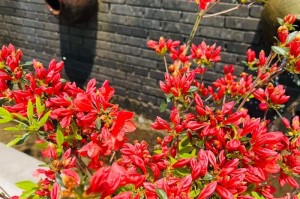 映山红花的养殖技巧——打造绚丽的花园（培育映山红花的秘籍，让花园绽放迷人色彩）