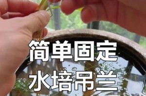 水培吊兰的养殖技巧（以吊兰水培怎么养殖为主题的详细指南）
