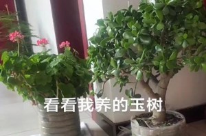 寻水之旅——以玉树为背景的探索奇迹（神奇的大自然，蕴藏着无尽的生命之源）