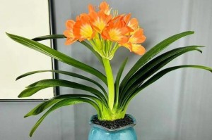 家里大花盆适合种什么花？（打造居家生态美，选择正确的盆栽花！）