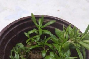 应对提草中的小虫子（细数提草中的小虫子带来的烦恼，掌握应对之道）