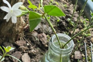 水培茉莉花的养护方法（打造清新芬芳的家居绿植）