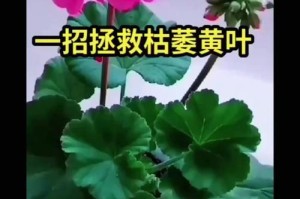 如何救活花蔫了的水中植物？（轻松拯救插在水里的花朵，让它们重新焕发生机）